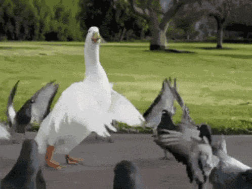 Dance Goose GIF