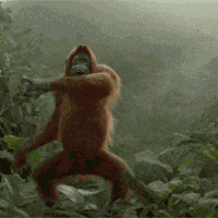 Dance Monkey Dddd GIF