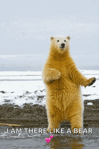 Dance Polarbear GIF