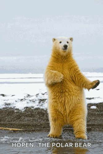 Dance Polarbear GIF