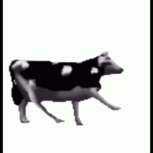 Dance Polishcow GIF