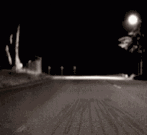 Dance Raccon GIF