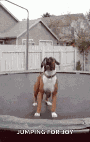 Dance Reaction GIF