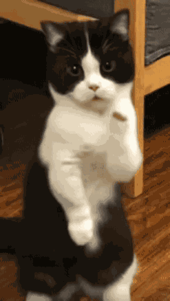 Dance Tanec GIF