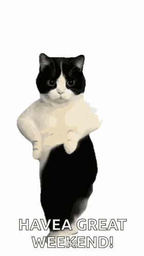 Dancing Cat Cat Dance GIF