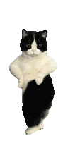Dancing Cat Cat Dance Sticker