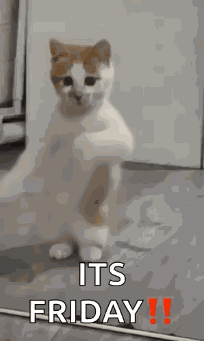Dancing Cat Dance GIF