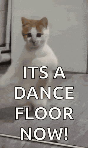 Dancing Cat Dance GIF