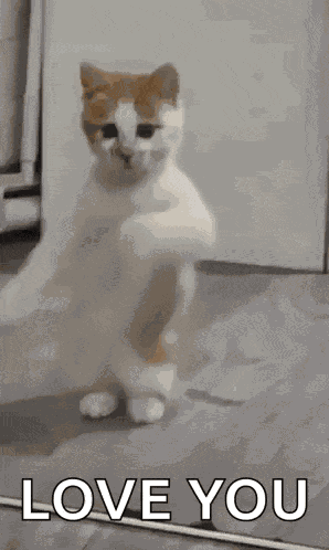 Dancing Cat Dance GIF