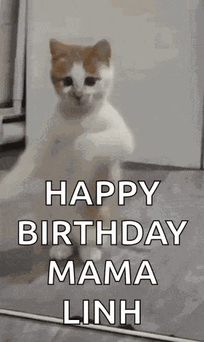 Dancing Cat Dance GIF