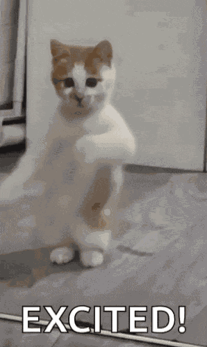 Dancing Cat Dance GIF