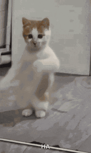 Dancing Cat Dance GIF