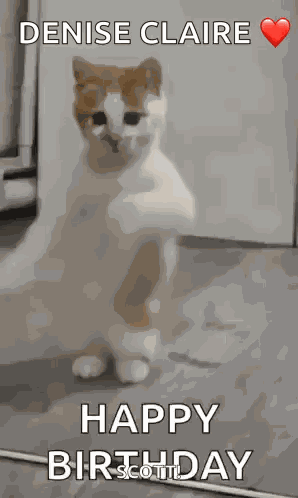 Dancing Cat Dance GIF