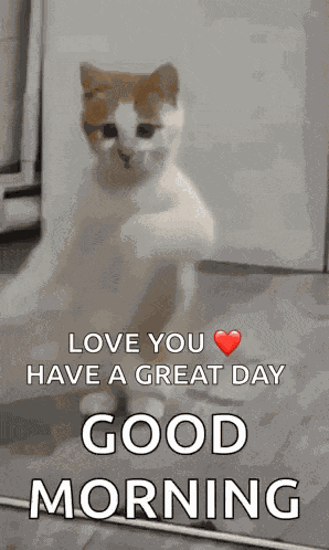 Dancing Cat Dance GIF