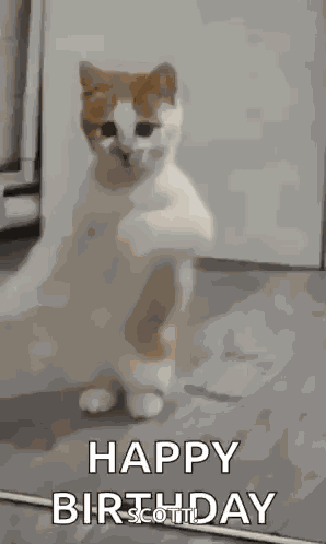 Dancing Cat Dance GIF