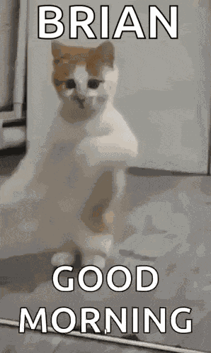 Dancing Cat Dance GIF