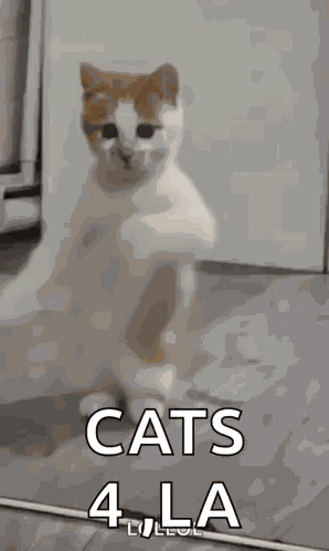 Dancing Cat Dance GIF