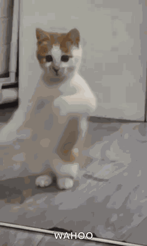 Dancing Cat Dance GIF