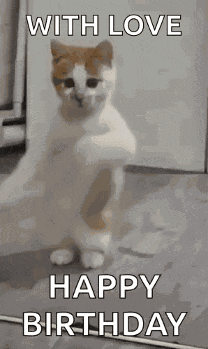 Dancing Cat Dance GIF
