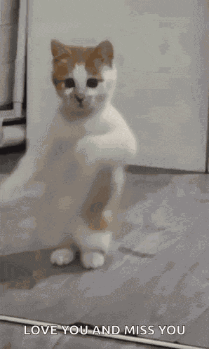 Dancing Cat Dance GIF