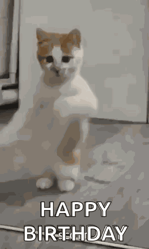Dancing Cat Dance GIF