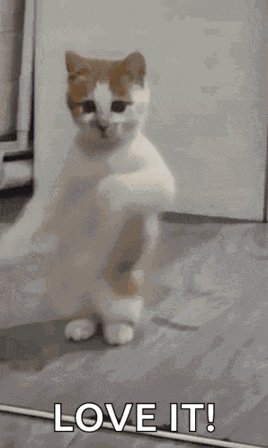 Dancing Cat Dance GIF
