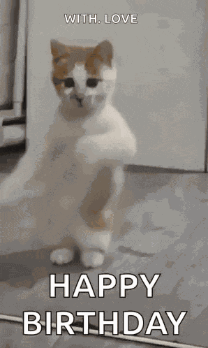 Dancing Cat Dance GIF