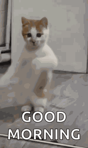 Dancing Cat Dance GIF