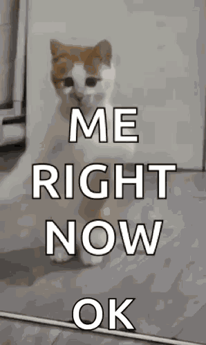 Dancing Cat Dance GIF