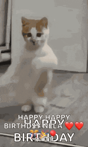Dancing Cat Dance GIF