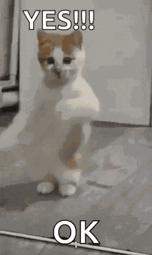 Dancing Cat Dance GIF