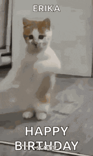 Dancing Cat Dance GIF