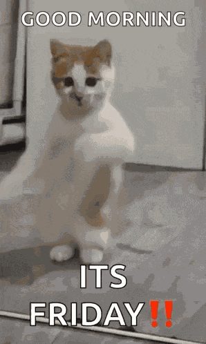 Dancing Cat Dance GIF