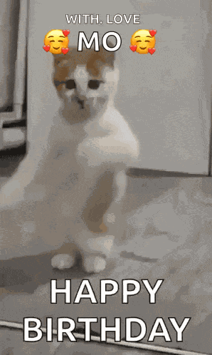Dancing Cat Dance GIF