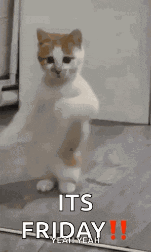 Dancing Cat Dance GIF