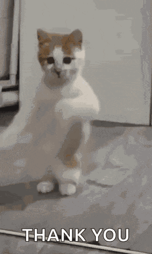 Dancing Cat Dance GIF