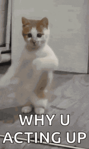 Dancing Cat Dance GIF
