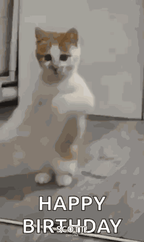 Dancing Cat Dance GIF