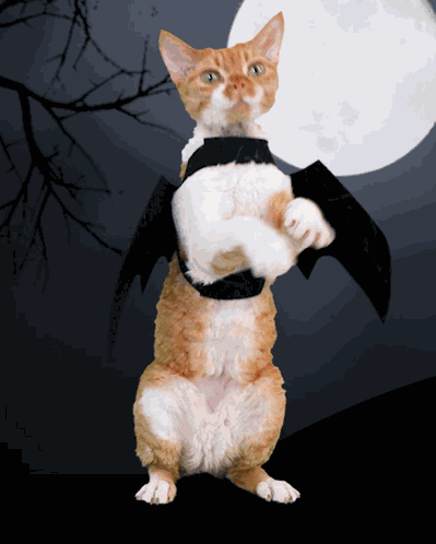 Dancing Cat Devon Rex Cute Bat Costume Halloween Moon GIF