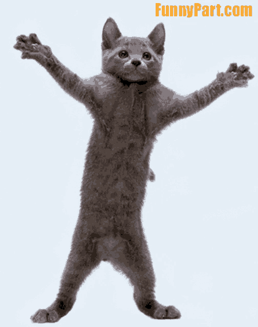 Dancing Cat Funny GIF