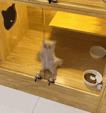 Dancing Cat Jump Cat GIF