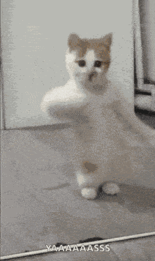 Dancing Cat Kitten GIF