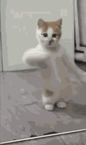 Dancing Cat Kitten GIF