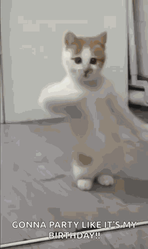 Dancing Cat Kitten GIF