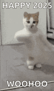 Dancing Cat Kitten GIF