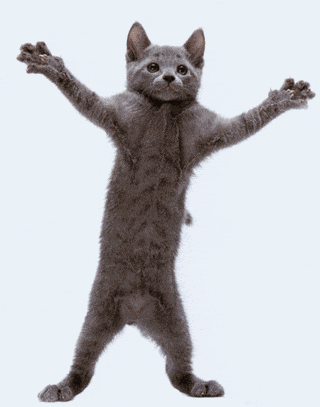 Dancing Cat GIF