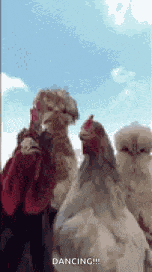 Dancing Chickens GIF