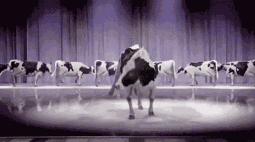 Dancing Cow Cow GIF