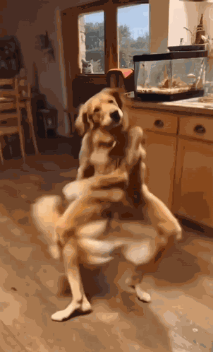 Dancing Dog Ai GIF