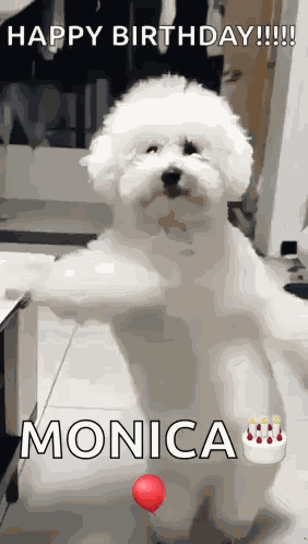 Dancing Dog GIF